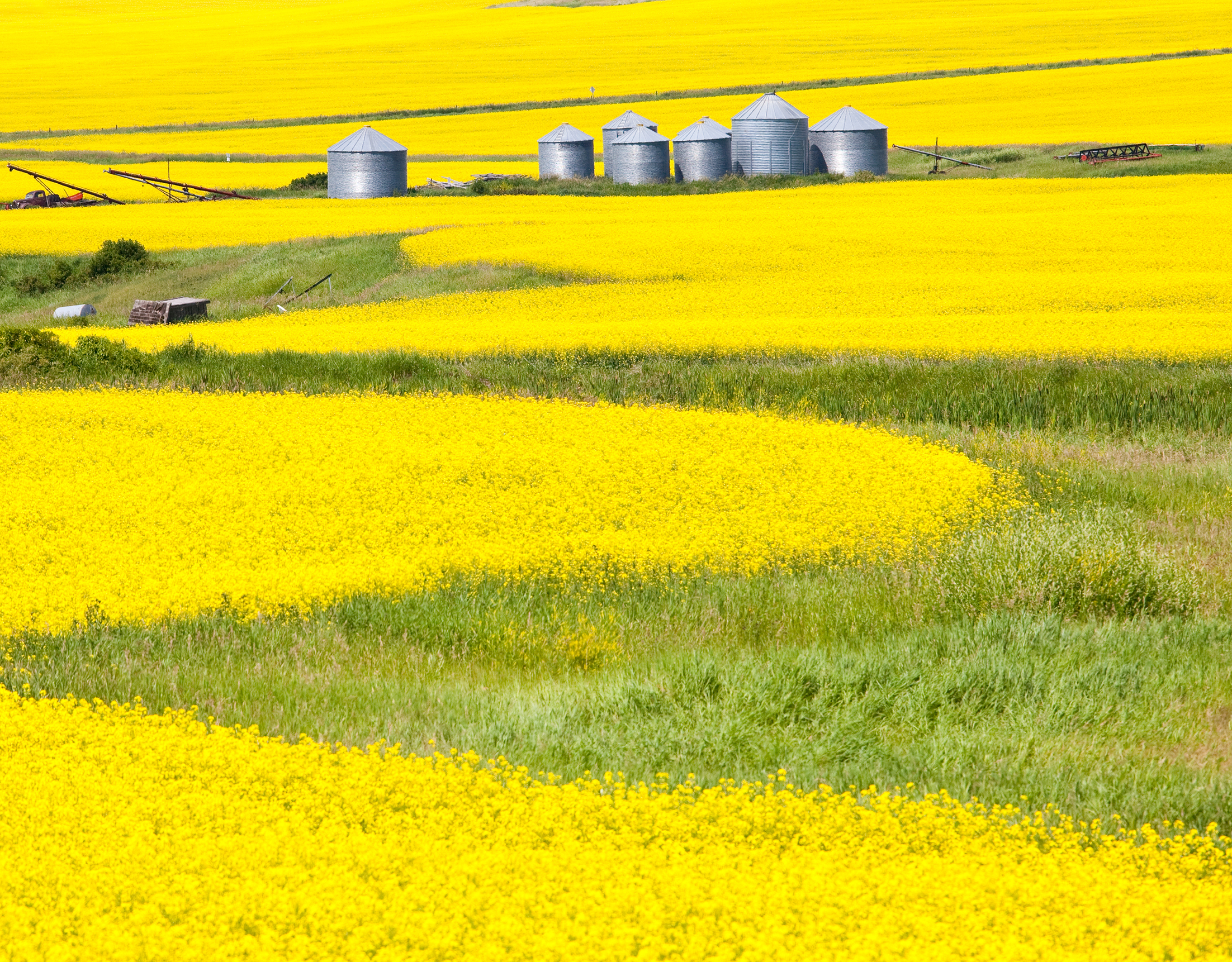 A canola or rapeseed field on the prairie. Alberta, Canada